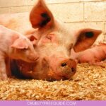 Animal-Testing-Cosmetics-Ban-Washington
