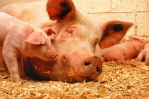 Win – Animal Testing Cosmetics Ban in Washington