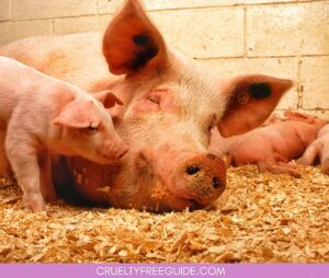 Animal-Testing-Cosmetics-Ban-Washington