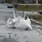 Wholesome-Swan-Couple-Reunion